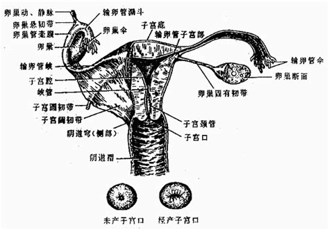 女孩生殖器|小知识:女性生殖系统